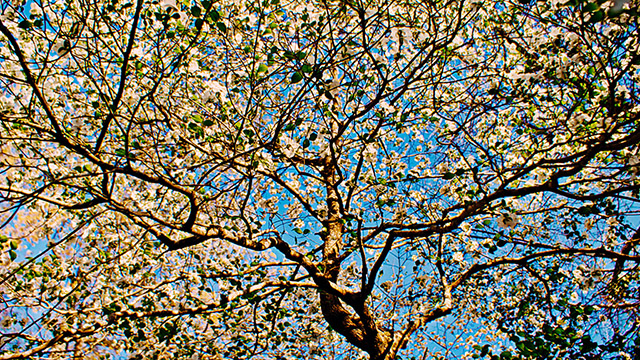 The program will also be available for streaming online.